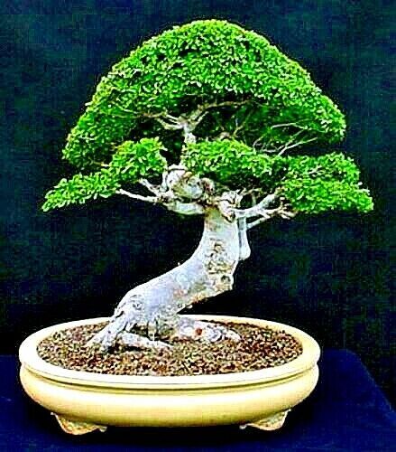 10 Japanese Grey Bark Elm (Zelkova serrata) Tree Seeds Bonsai Very FAST Growing!