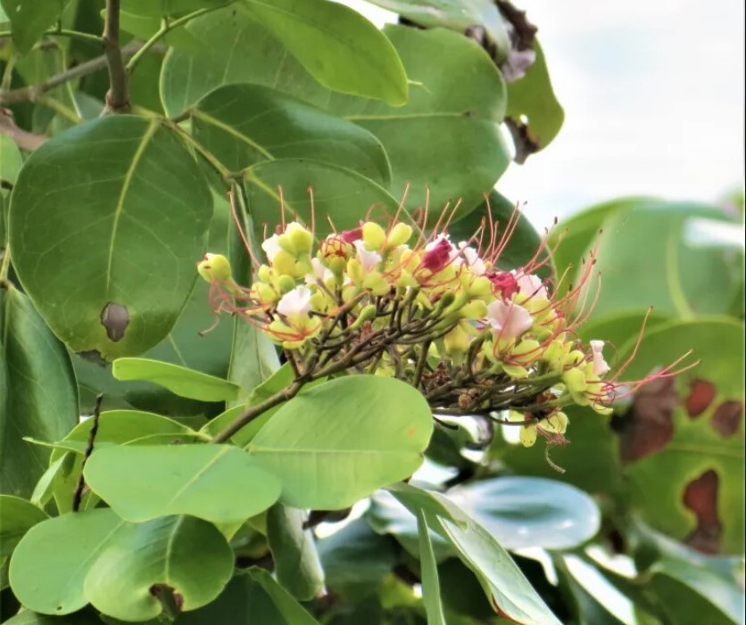 Intsia Bijuga Tree 1 Large Seed Fragrant Flowering Moluccan Ironwood Borneo teak