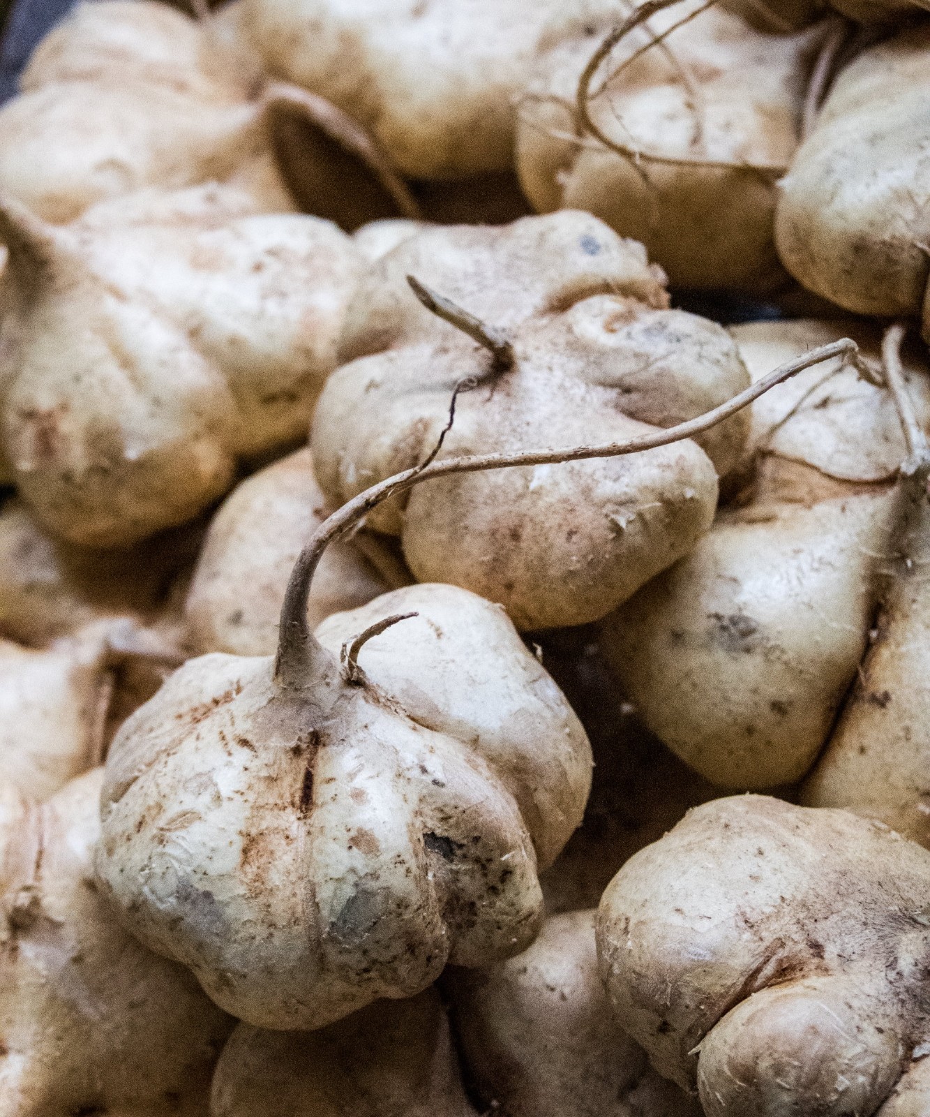 Jicama Seeds, True, Mexican Yam Bean, NON-GMO, Mexican Heirloom, FREE SHIPPING