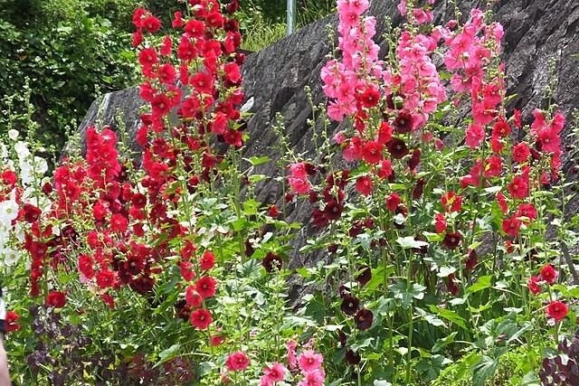 GIANT HOLLYHOCK MIXED COLORS 50 SEEDS, HARDY PERENNIAL, EZ TO GROW, USA SELLER