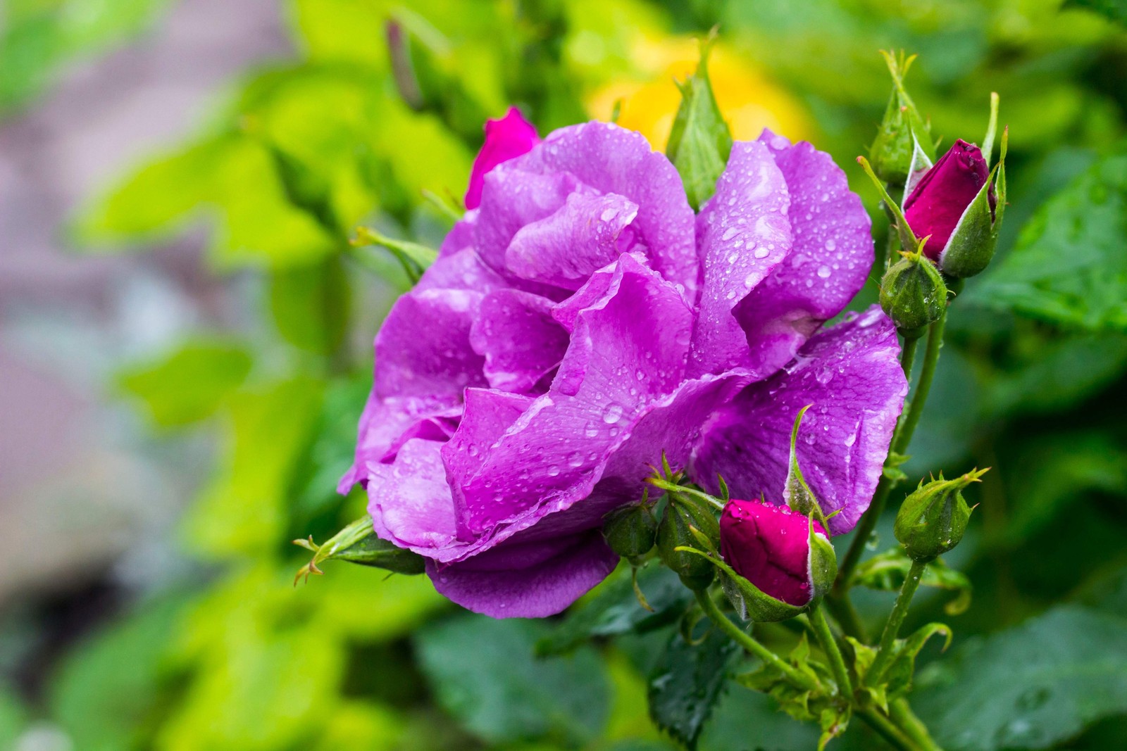 5 PURPLE ROSE Rosa Floribunda Bush Shrub Perennial Flower Seeds *Flat S/H