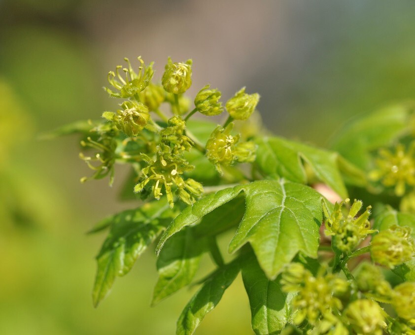 Field Maple Tree | Premium Seeds | Acer campestre ‘Summer’ | Plants’®