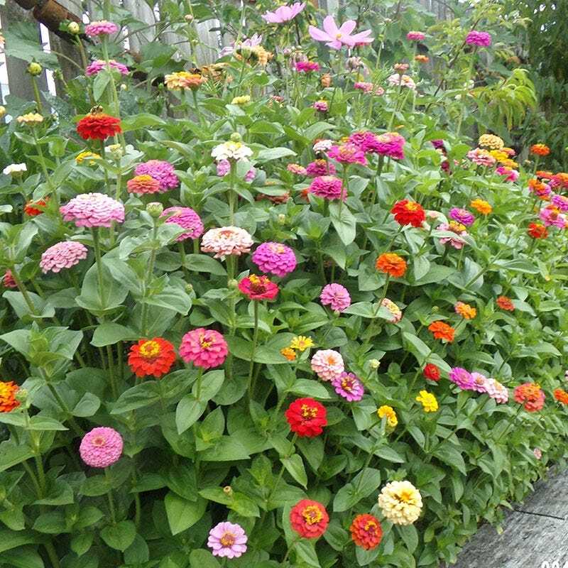 Zinnias CUT AND COME AGAIN Flowers Butterflies Hummingbirds Non-GMO 100 Seeds!