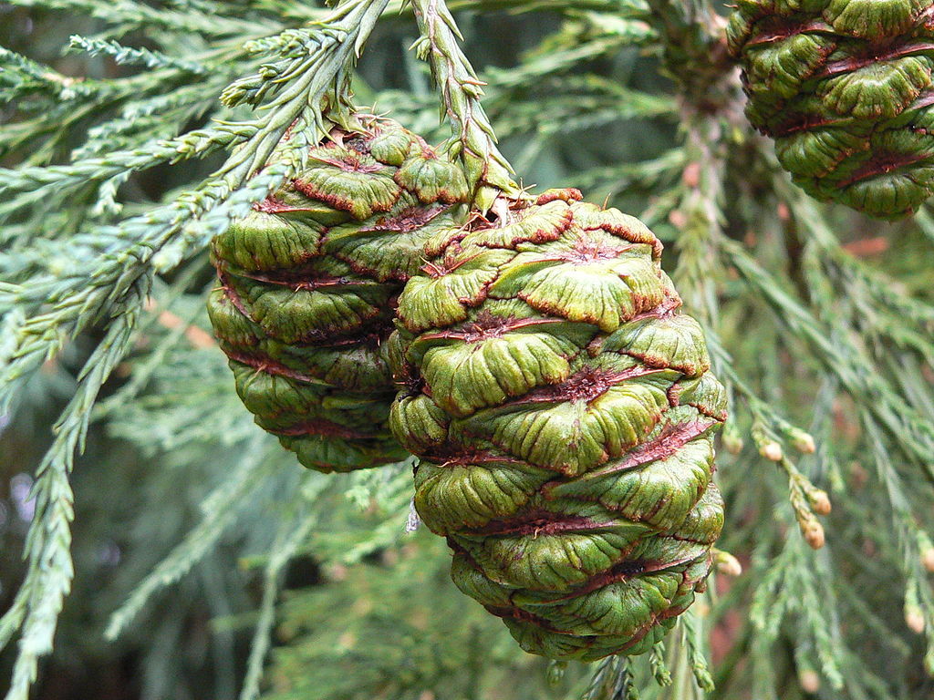 Giant Sequoia, Sequoiadendron giganteum, Tree Seeds (Fast, Evergreen)