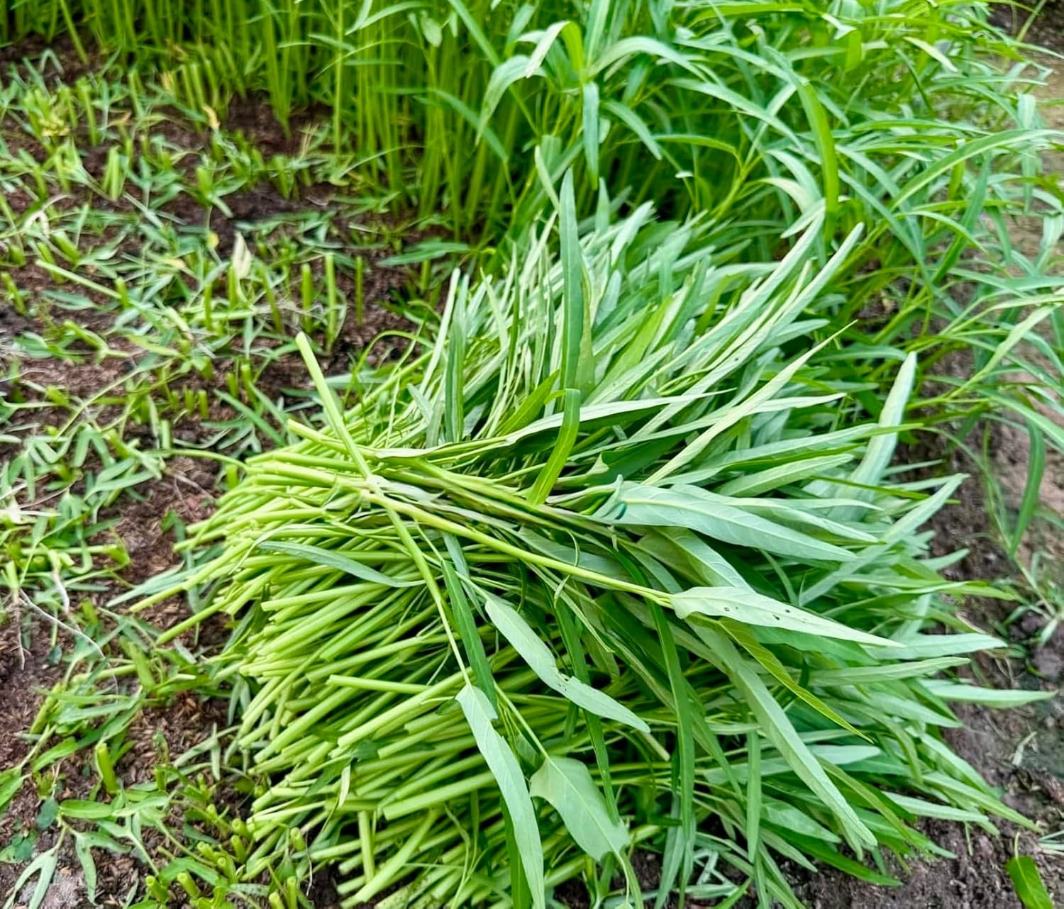 1000+ Organic Water Spinach Seeds – Kangkong, Ong Choy, Rau Muong – , Non-Gmo, U