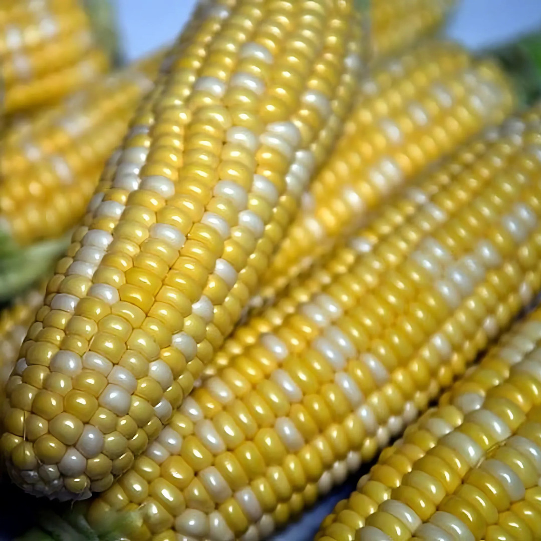 Fresh Peaches and Cream Corn Seeds | Sweet | Heirloom Non-GMO | Vegetable Seeds