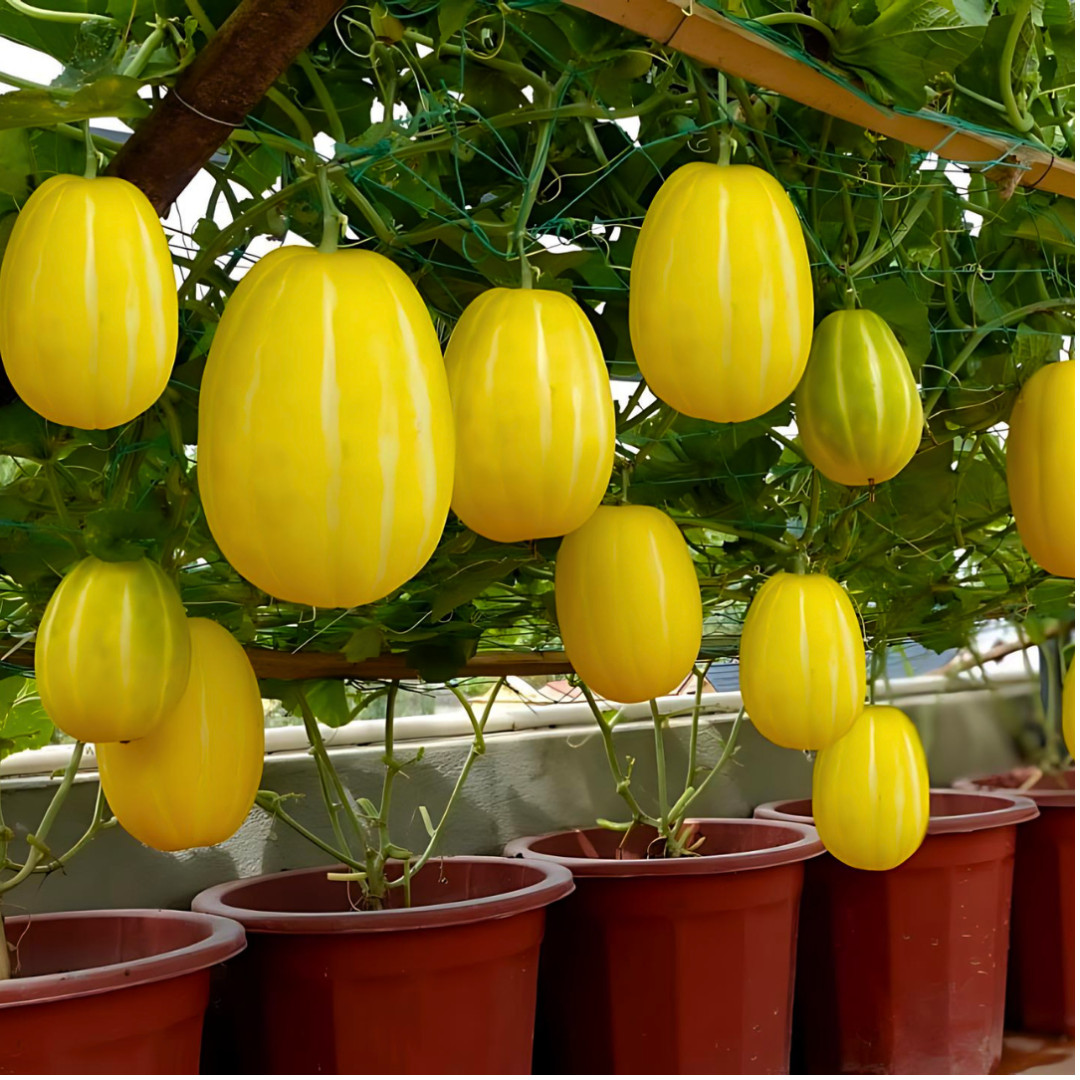 Fresh Korean Melon Seeds | Tian Gua | Heirloom Non-GMO | Asian Vegetable Seeds