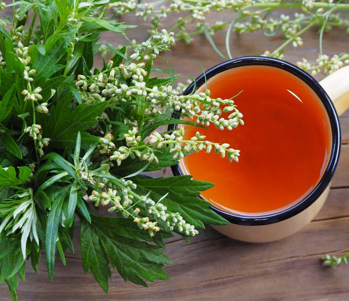 Common Mugwort Seeds | Artemisia Vulgaris Moxa Wormwood Herb Seed Free Shipping