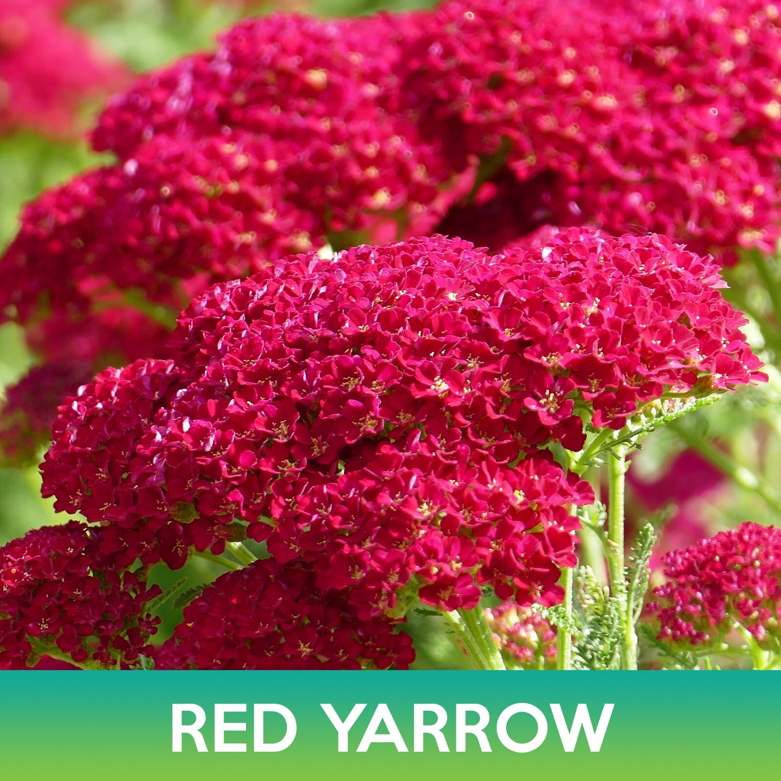 Red Yarrow Flower Seeds, Achillea millefolium rubra