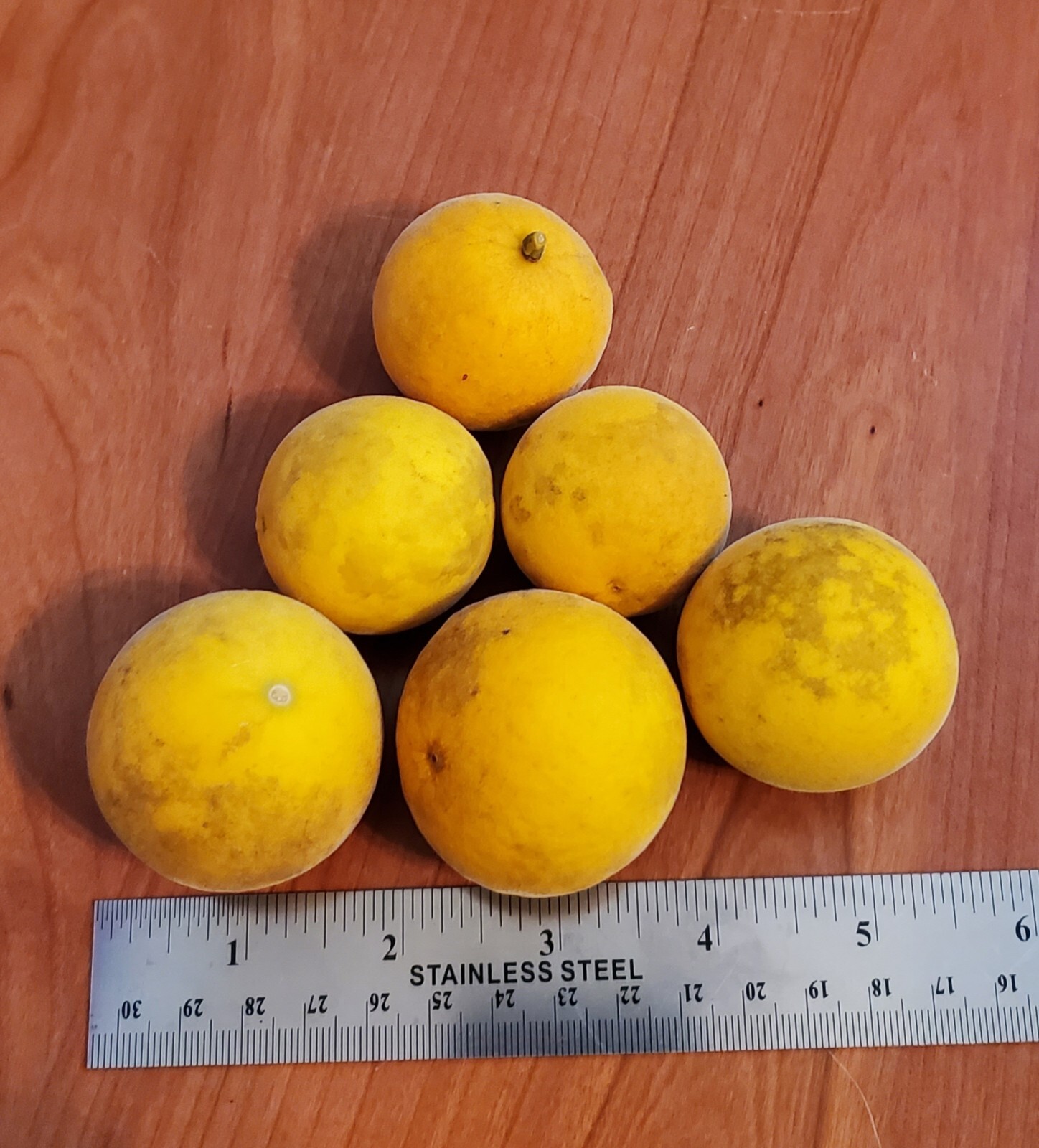 Poncirus Trifoliata Citrus Bush 🍊ACTUAL FRUIT SHIPPED Contain 100+ Seeds Inside