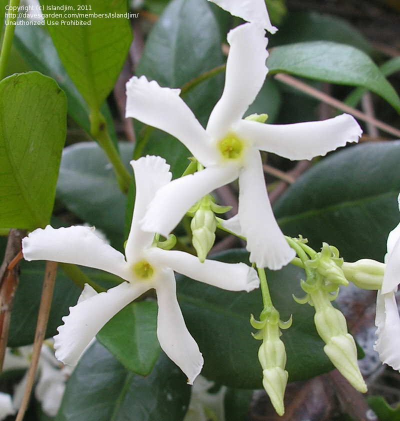 ~~CONFEDERATE STAR JASMINE~~Rooted STARTER Plant~~Extremely Fragrant Vine~~USA