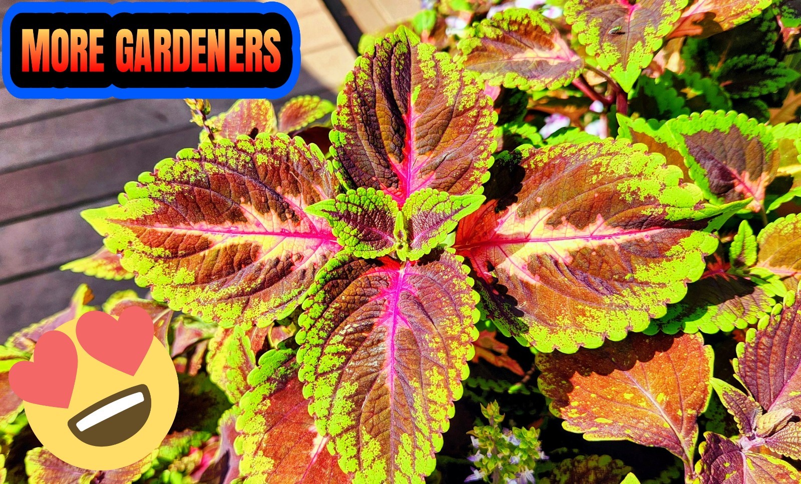 JIM’s CHOICE 8 PACK COLORFUL COLEUS SEEDS FREE SHIPPING