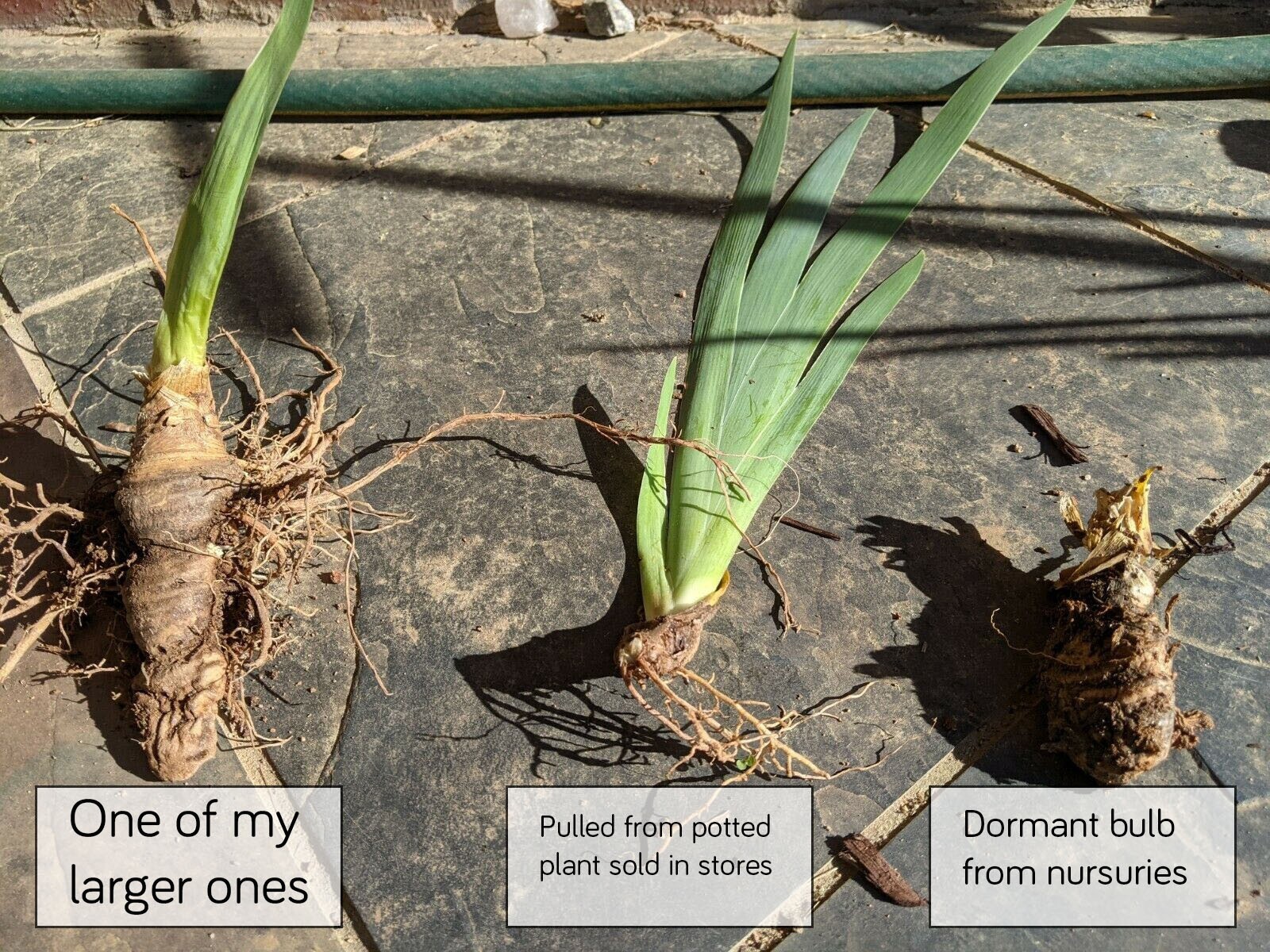 Lot of 4 Tubers Roots Rhizomes Reblooming Yellow Buckwheat Bearded Irises