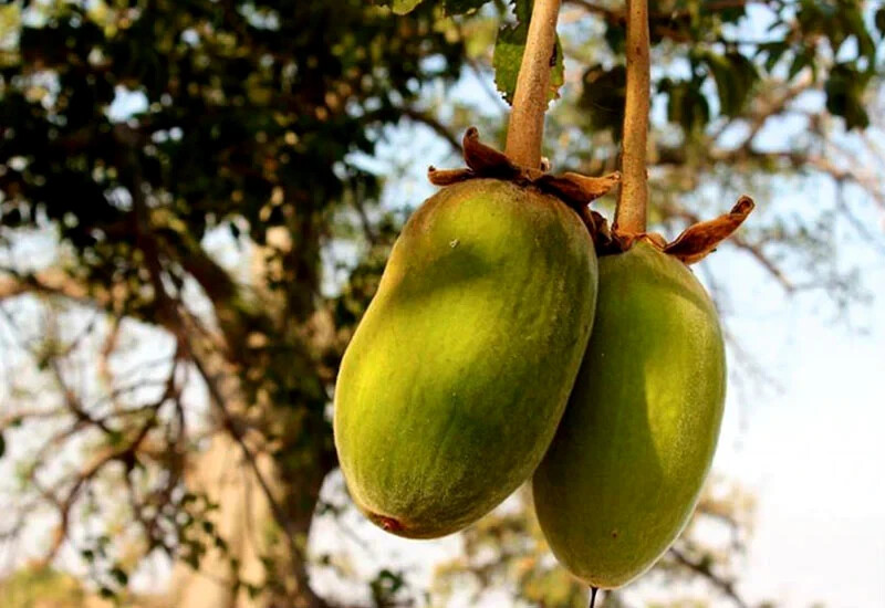 10 Baobab Seeds Adansonia digitata Tree of Life Rare Monkey Bread Bonsai Plant