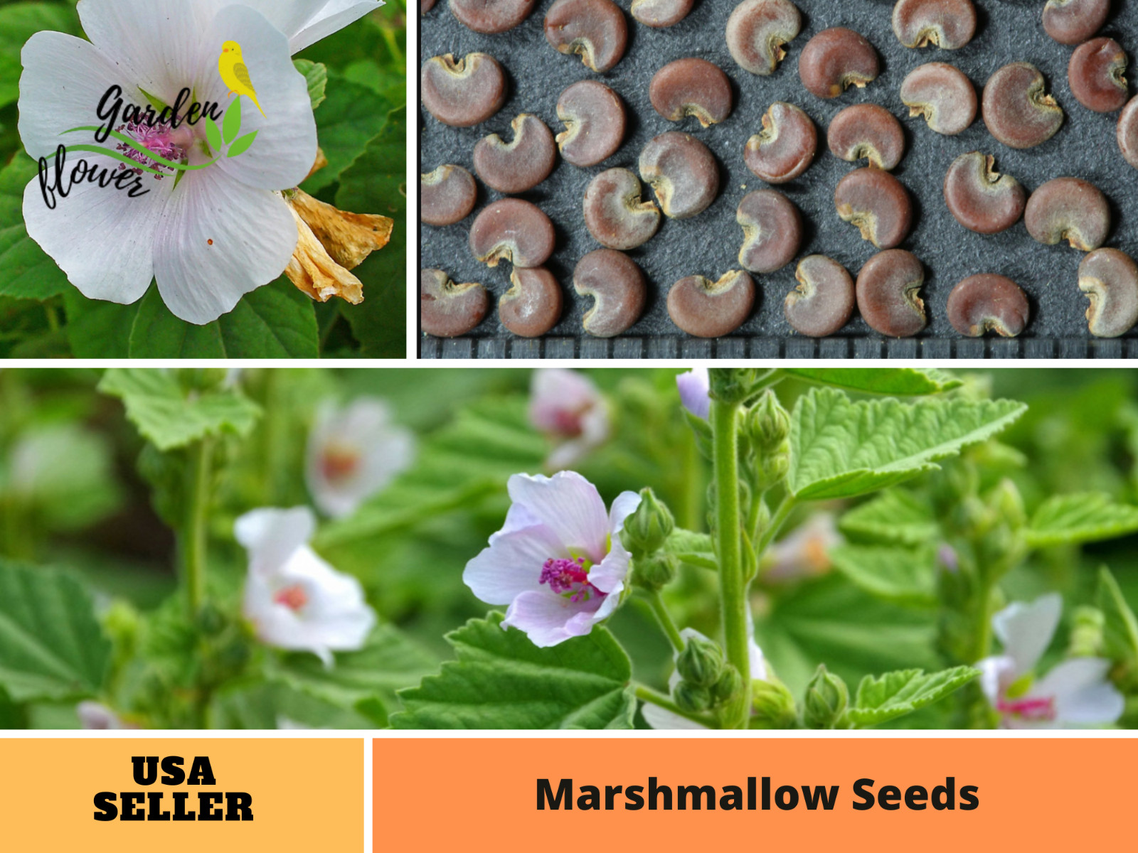 30 seeds| Marshmallow Flower seeds #6002