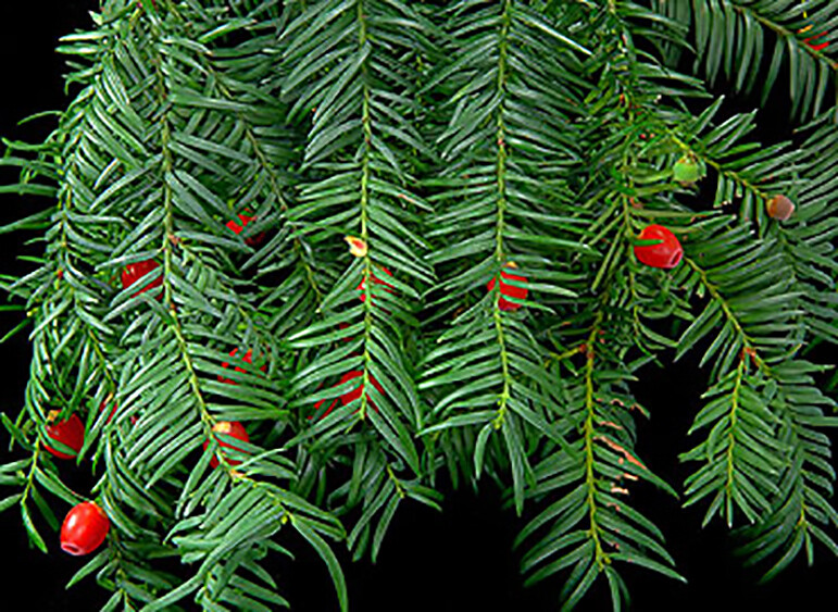 English Yew, Taxus baccata, Tree Seeds (Evergreen, Topiary, Bonsai)