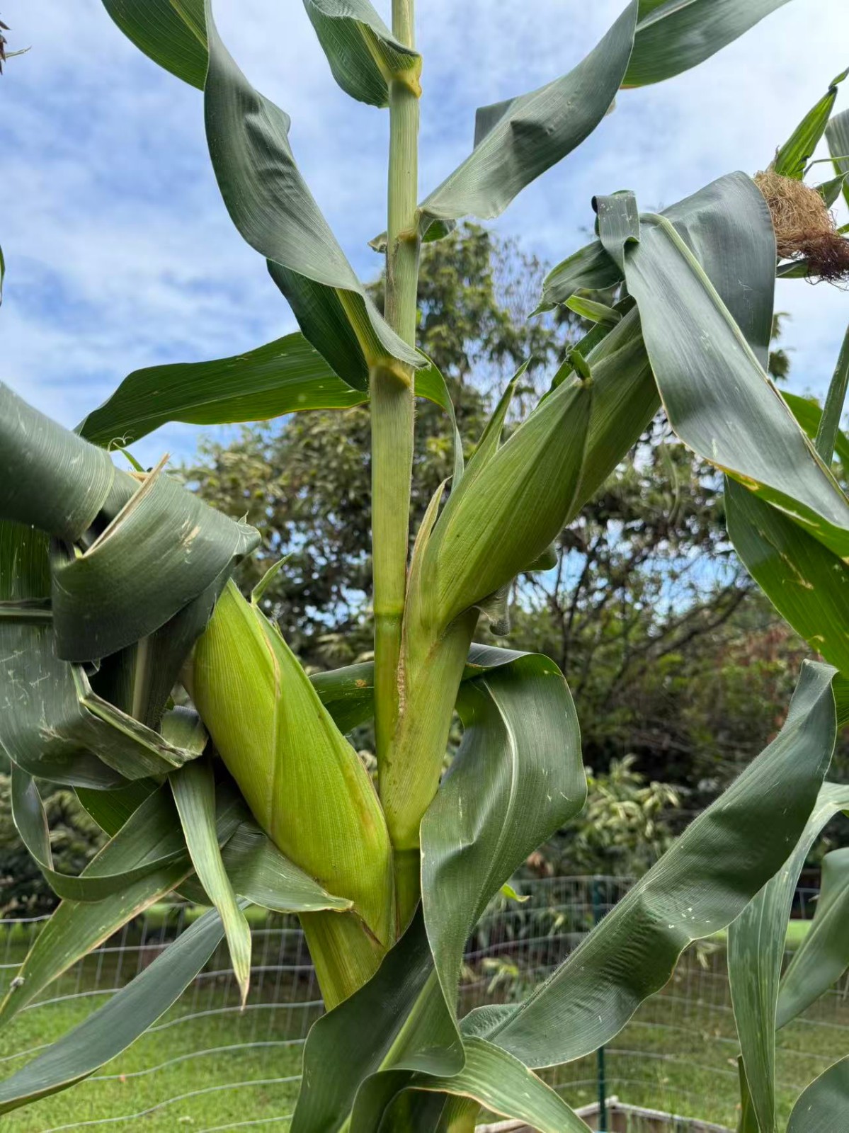 Organic Sweet Sticky Waxy White Glutinous Corn Non-GMO 糯玉米
