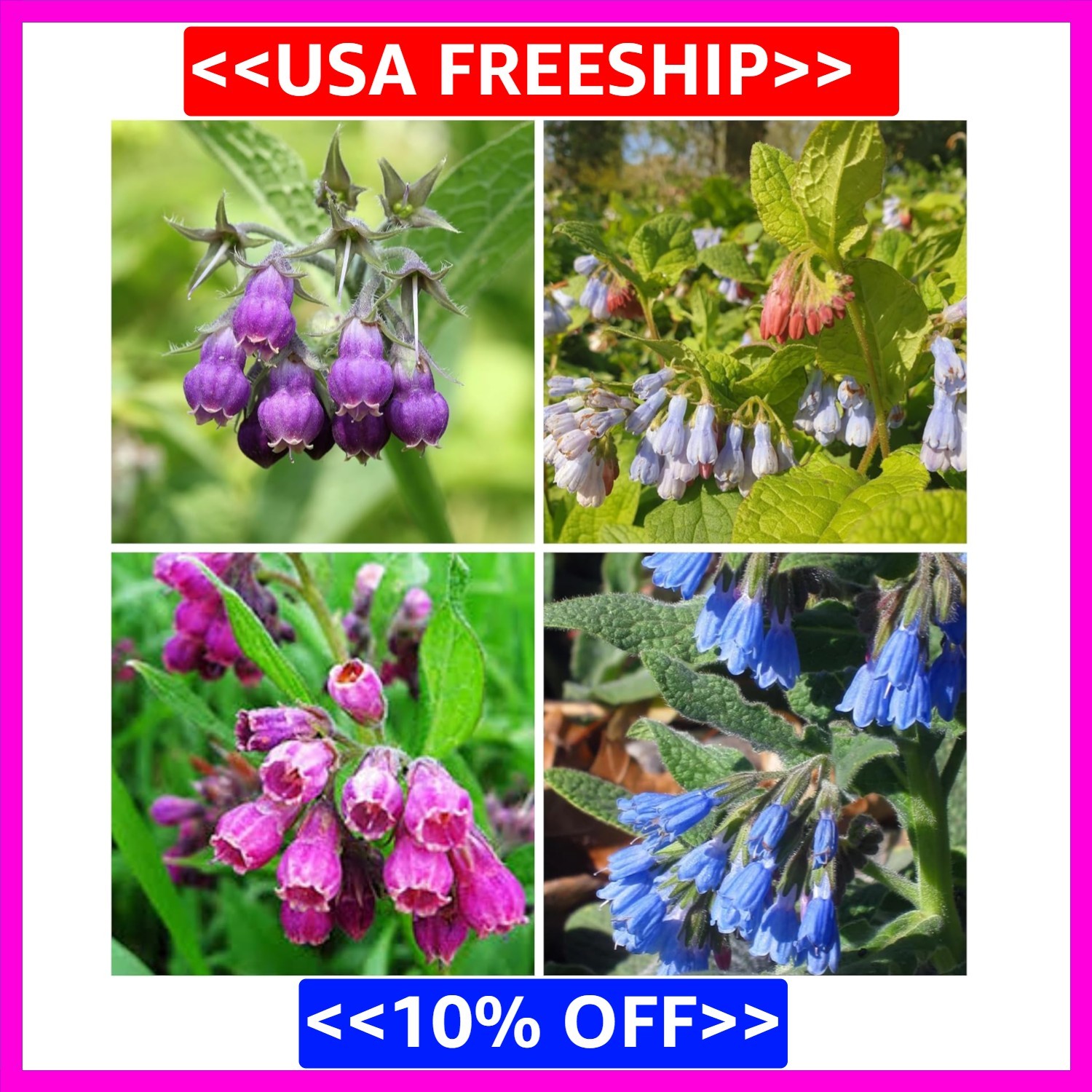80 Symphytum Officinale Comfrey Seeds – Non-GMO Heirloom Fresh Garden Seeds