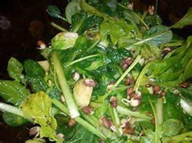 8 oz Adzuki Bean Seeds, Non-GMO Seed For Sprouting Sprouts Microgreens