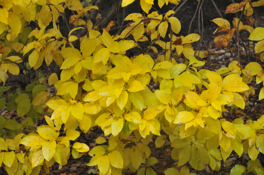 White Fringe Tree, Chionanthus virginicus, Seeds (Showy, Fall Color)