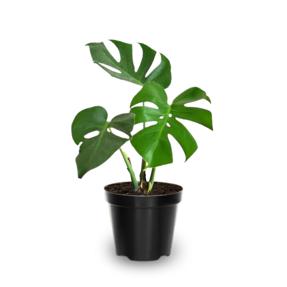 Monstera Deliciosa Live Plant 4-6 Inches Tall Rooted Swiss Cheese Plant