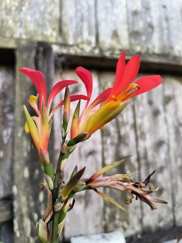Canna indica Purpurea (Canna Lily, Indian Shot) seeds