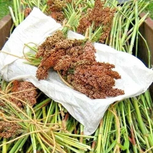 ROX ORANGE, SORGHUM CANE SYRUP SEEDS, 1oz, Waconia, Non-GMO S&H with Tracking #