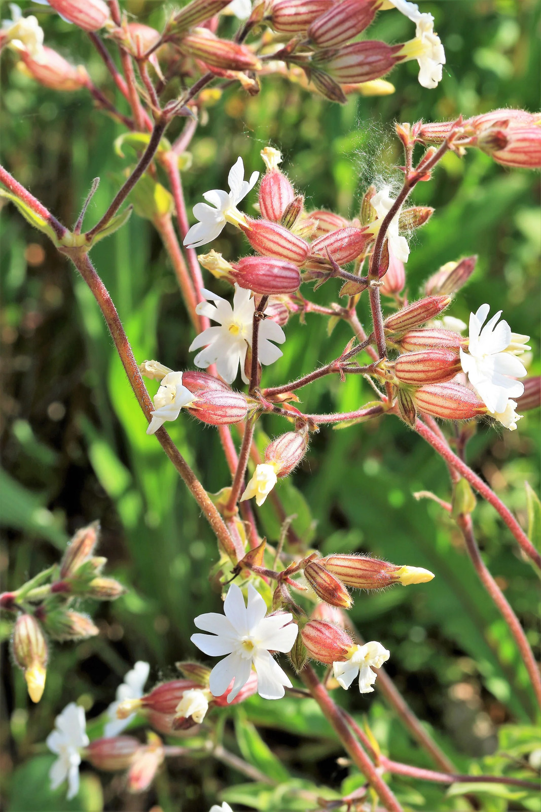100 MAIDENSTEARS Silene Vulgaris Bladder Campion Pink & White Flower Seeds