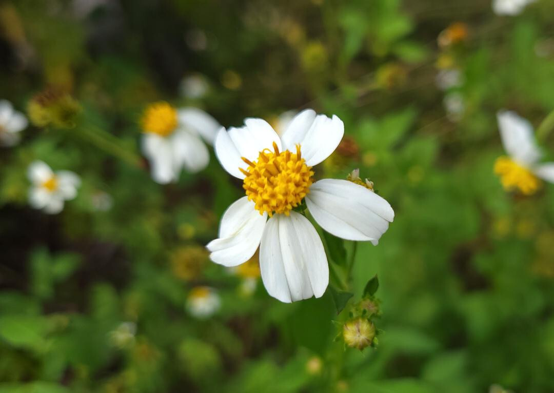 Spanish Needles | 25 Seeds | Bidens Alba | Pollinator Garden | Bee & Butterfly