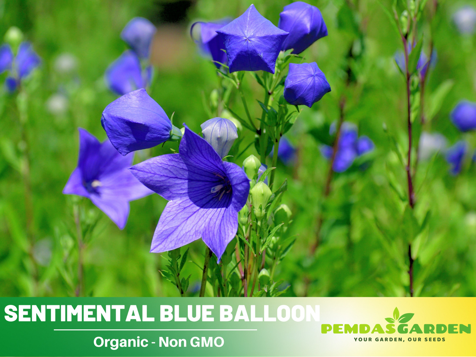 60 seeds| Blue Balloon Flower (Platycodon grandiflorus) Herb seeds #6005