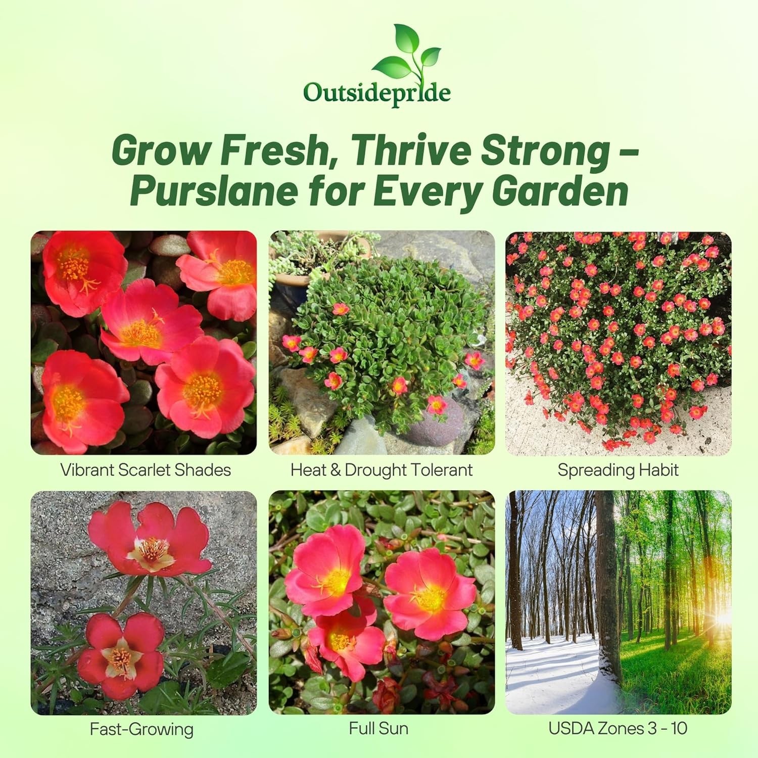 50 Seeds Drought Tolerant Portulaca Oleracea Toucan Scarlet Shades Herb Seeds