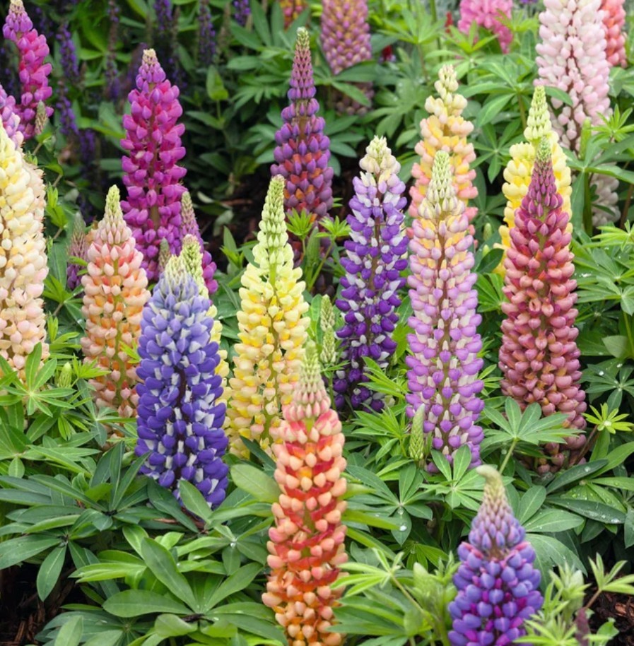 75+ Russell Lupine Mix Seeds **Fresh Seeds** ~~Free Shipping~~