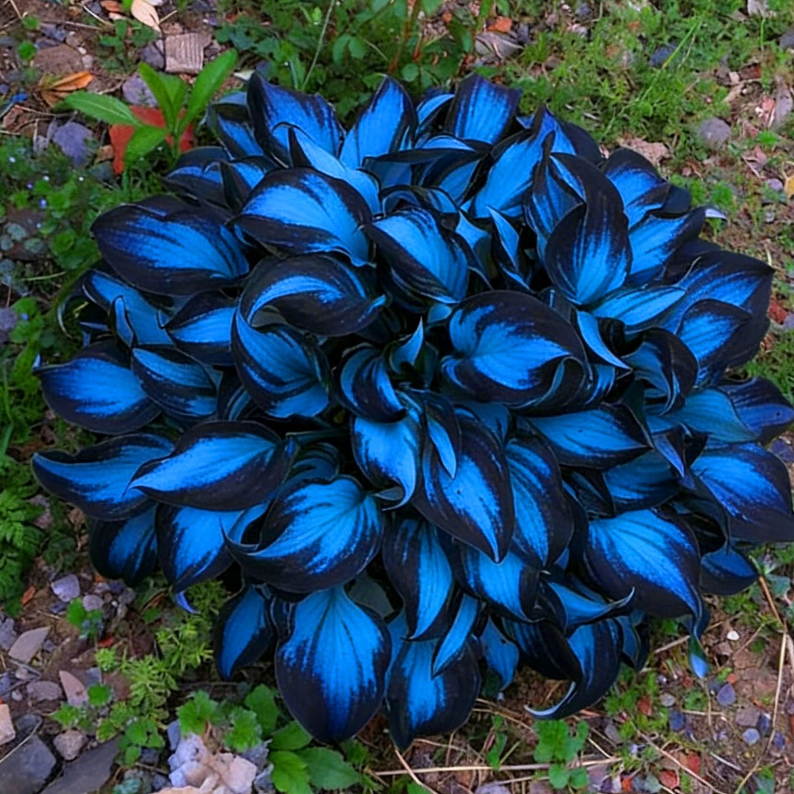 Hosta Seeds for Planting, 290+pcs Perennial Rare Hosta Flower Seeds, Non-GMO …