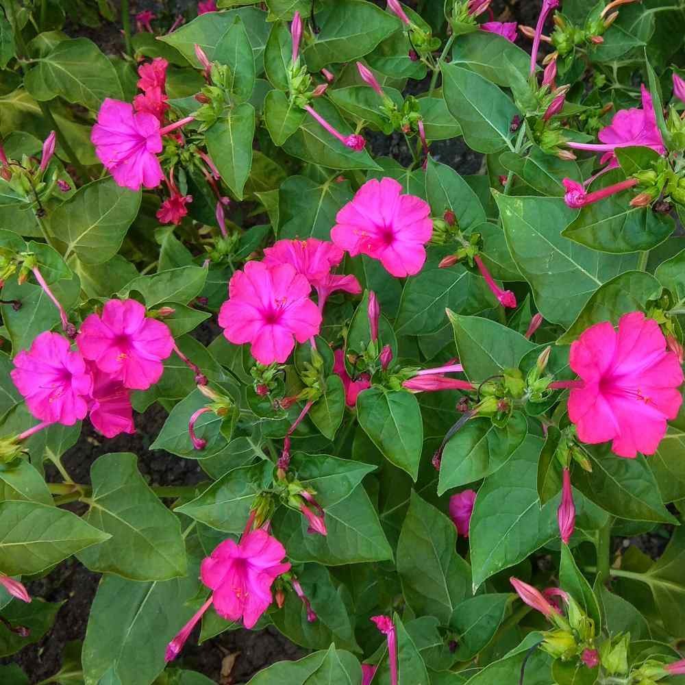 1 LB Four O’ Clock Seed – Mirabilis Jalapa Pink Flower Seeds