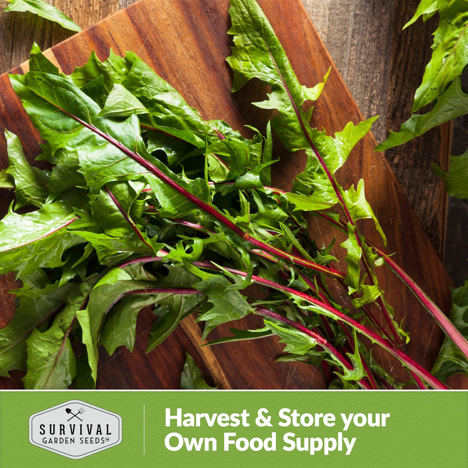Red Chicory Seeds For Planting Heirloom Italian Greens Burgundy Stems 1 Pack