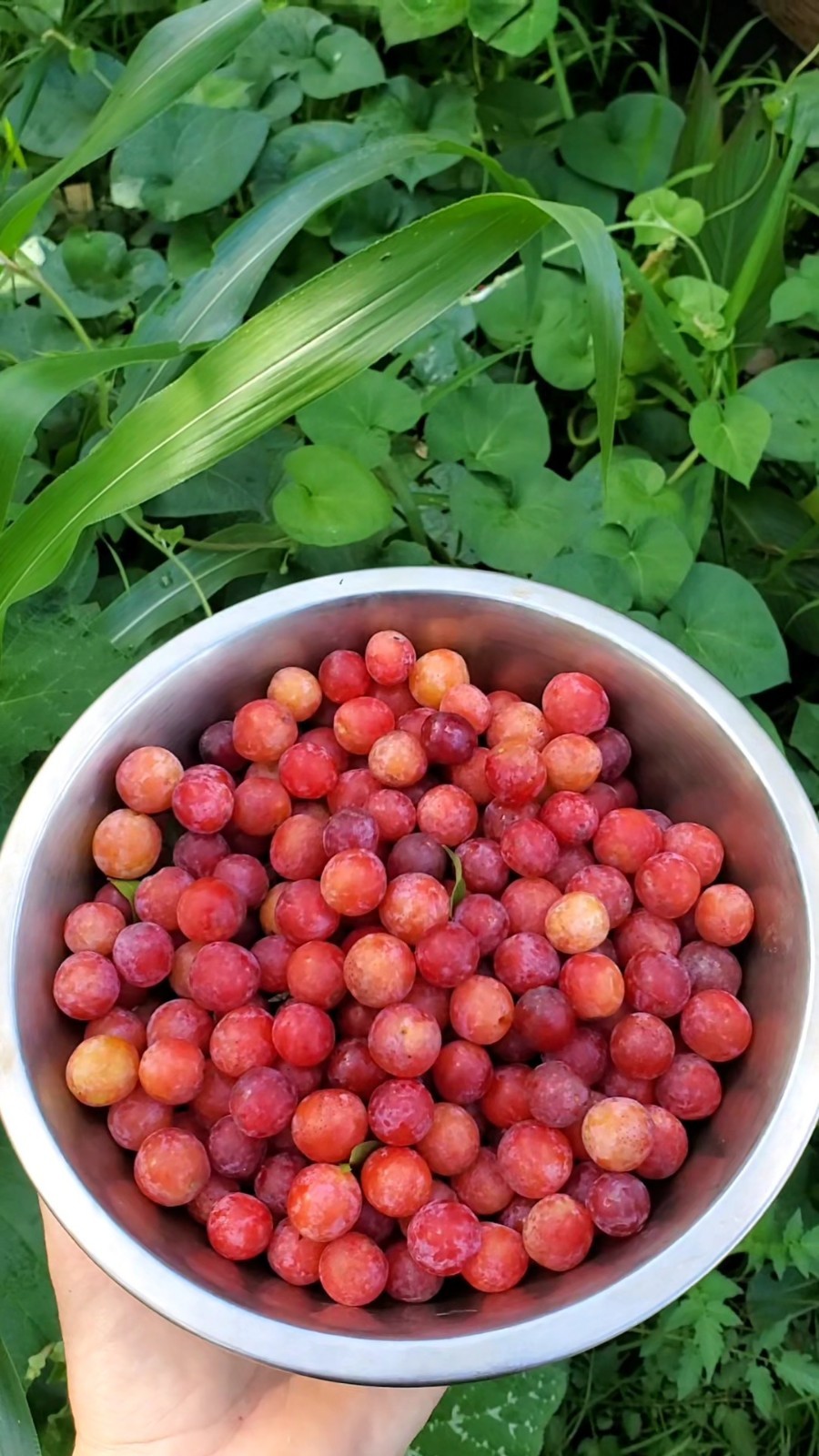 10+ Flatwoods Plum Seeds – Fresh 2026 Harvest | Beyond Organic