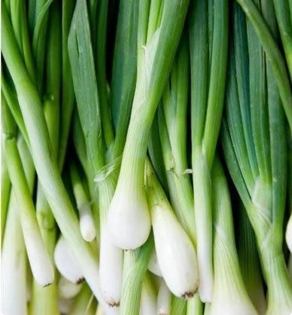 155 SEEDS – onion bunching TOKYO LONG WHITE – GroCo USA – BUY 15-SHIPS FREE