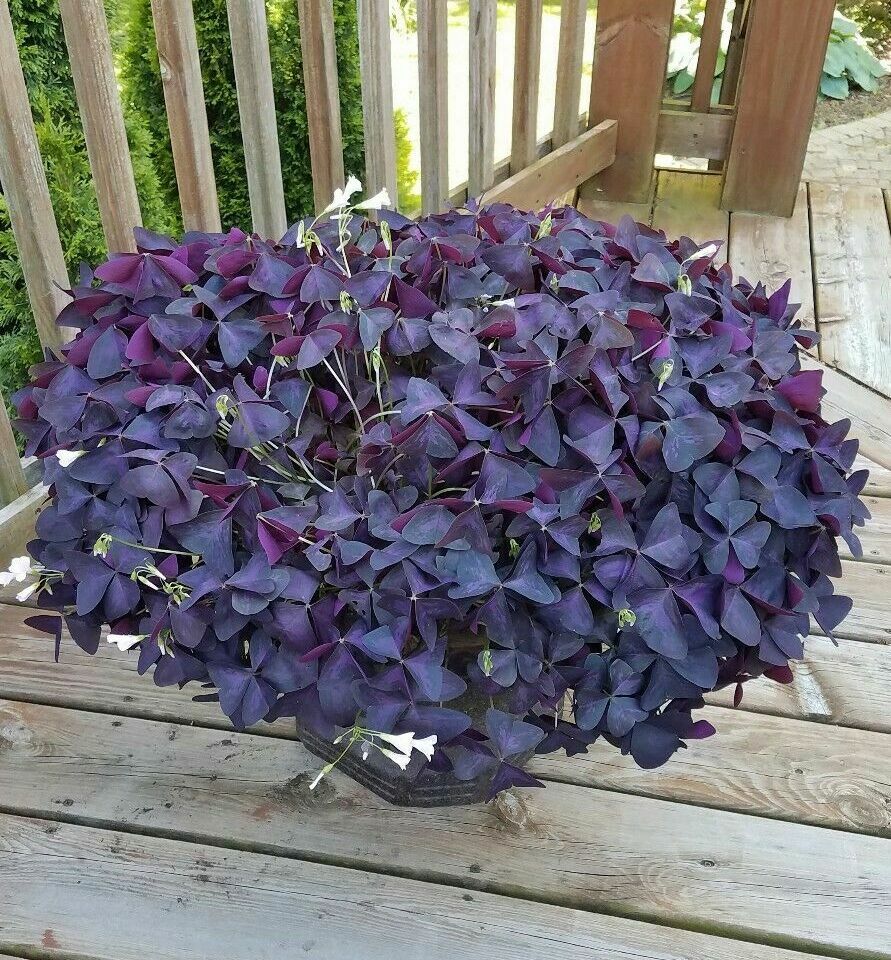 30 – Oxalis Tringularis, Purple Shamrock,Love Plant, Good Luck Plant – bulbs
