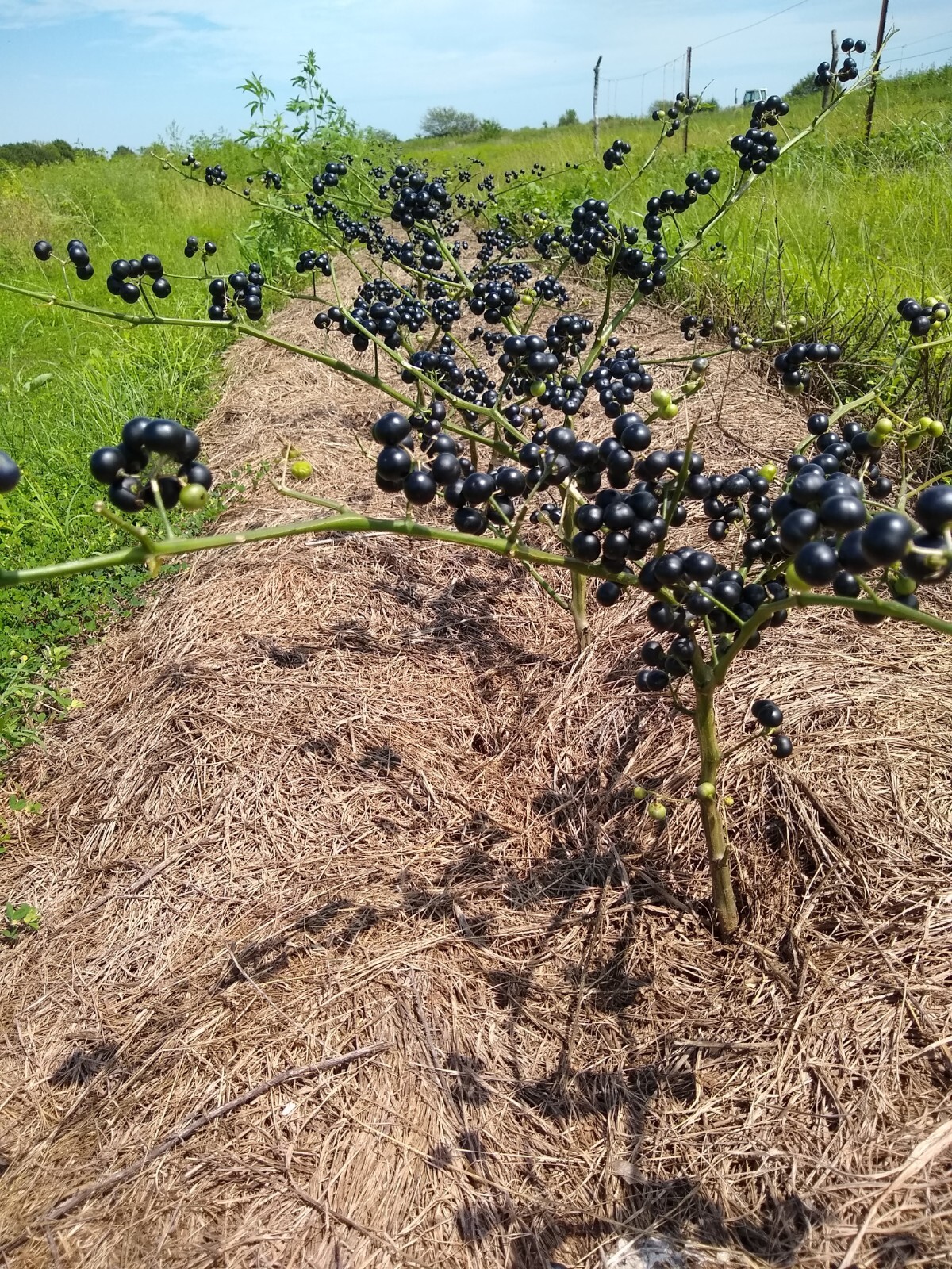Garden Huckleberry Seed (Solanum melanocerasum) ~ 100 to 10,000 seeds