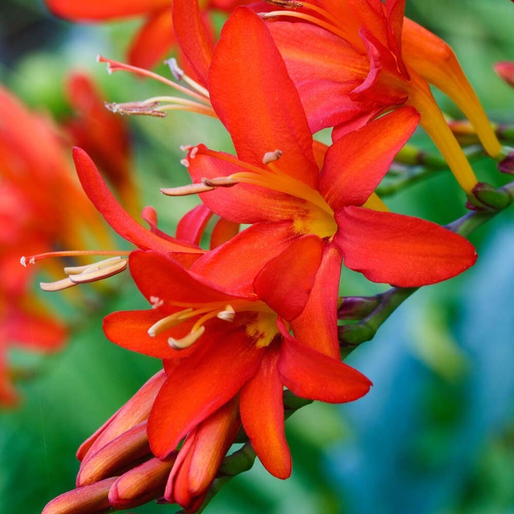 Crocosmia Mistral – 3 Fresh Bulbs -Hummingbirds!Butterflies!