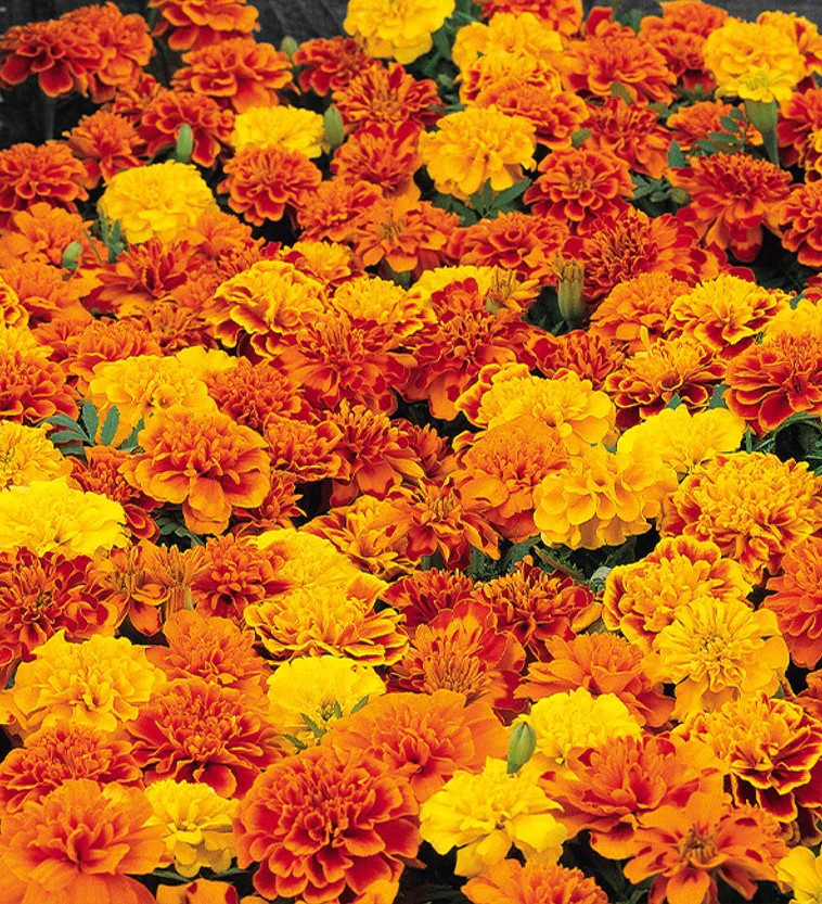 Sparky Mix French Marigold Seeds | Double Bicolor Flower Seed 2024 Fast Shipping