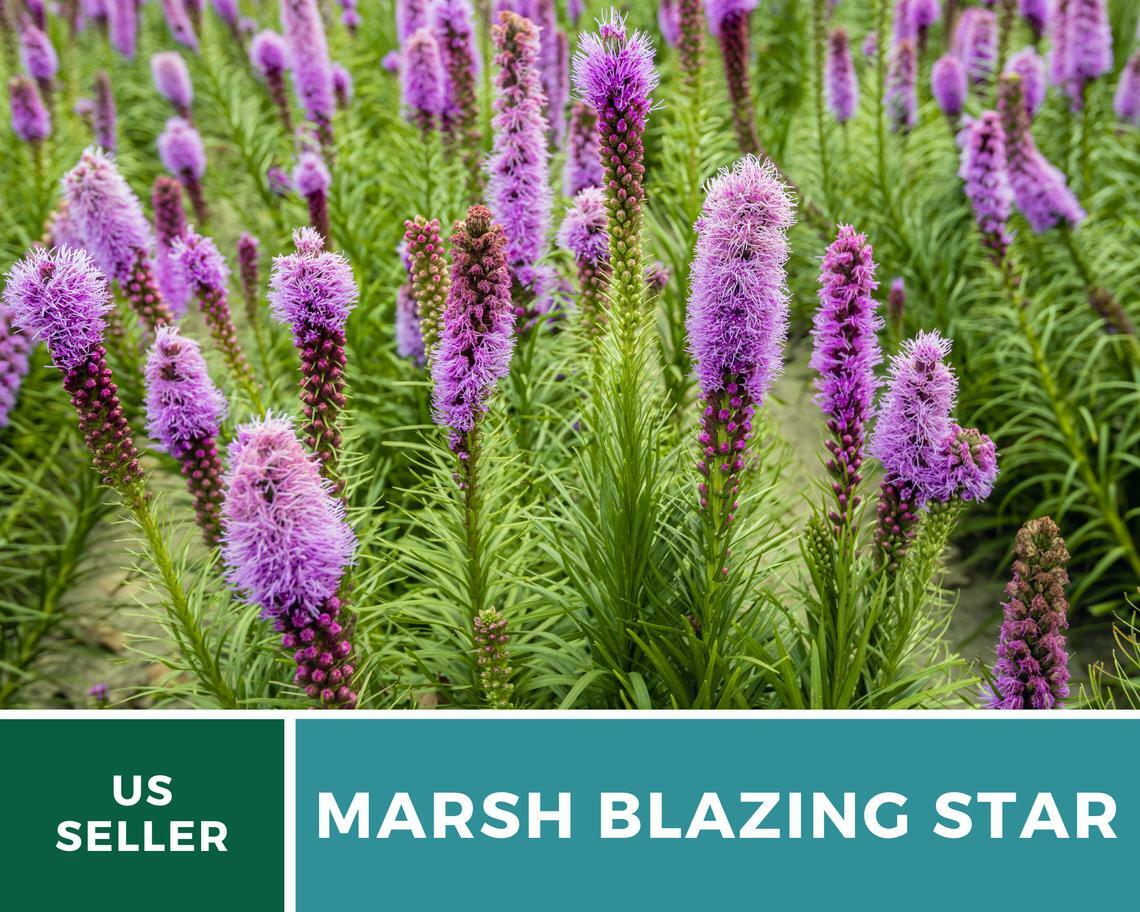 Blazing Star, Marsh – 150 Seeds, Heirloom Flower (Liatris spicata)