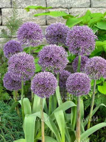 Allium jesdianum | Ornamental Onion or Allium | ‘Michael Hoog’ | 10 Seeds