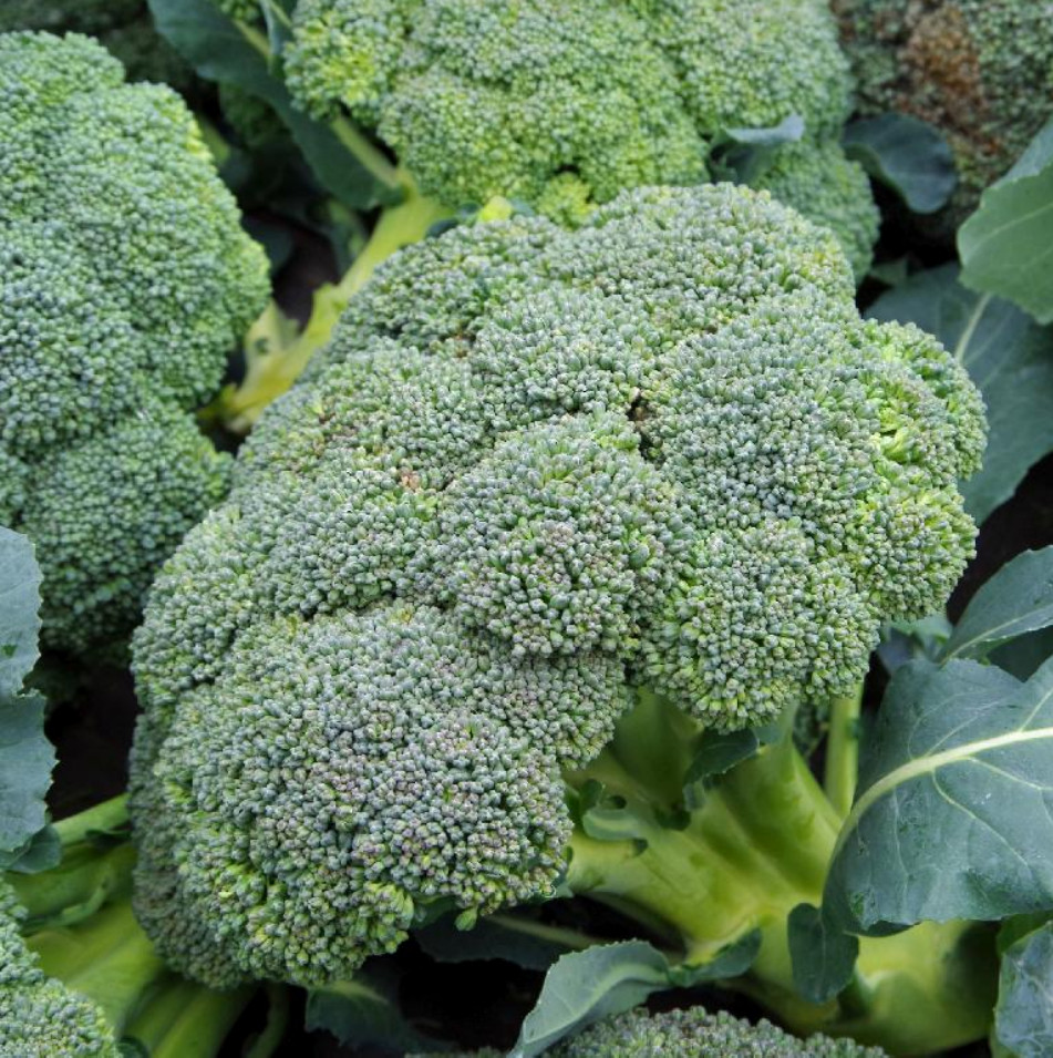 800+ Broccoli Seeds – Waltham 29