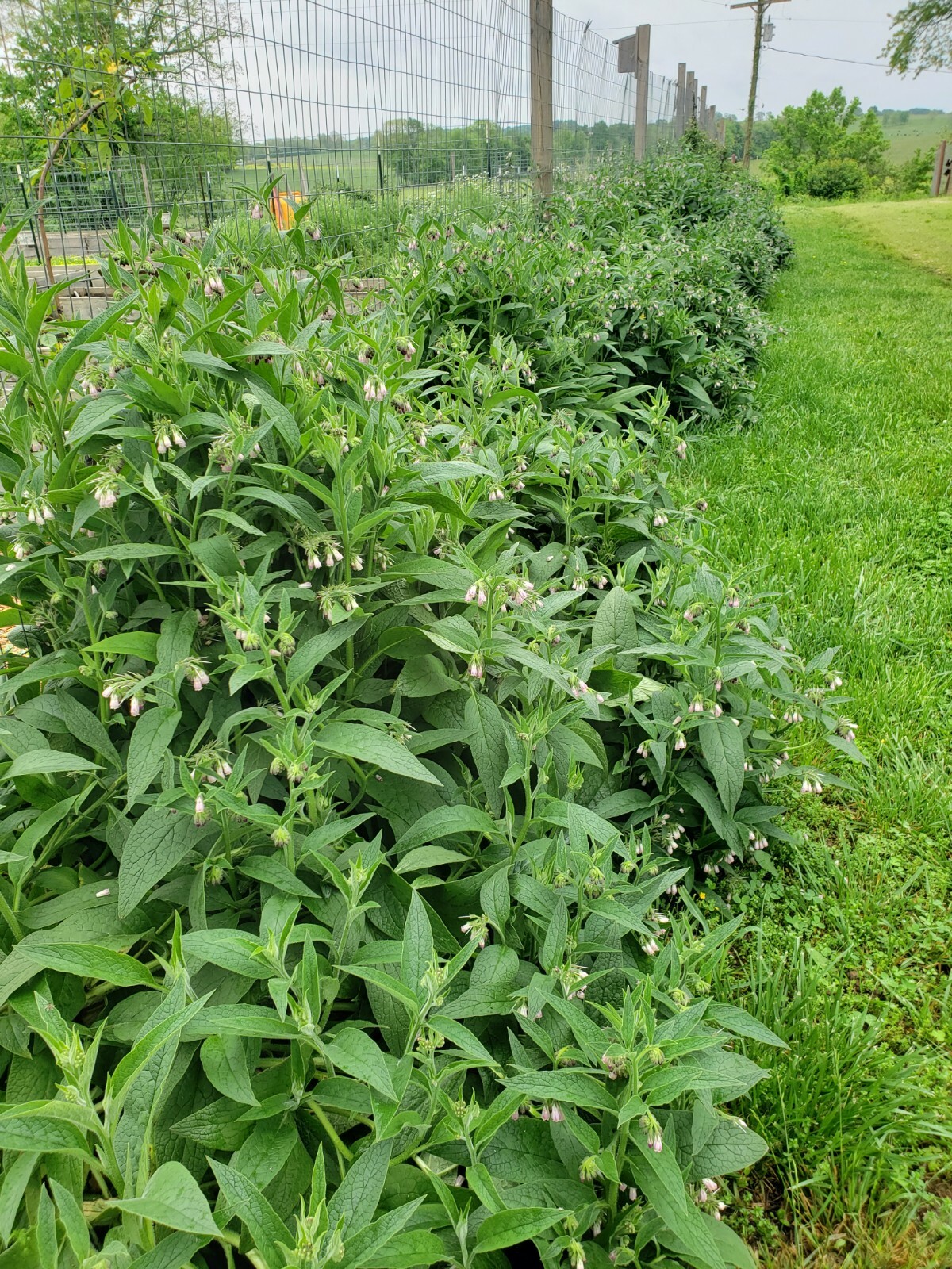 5 organic COMFREY Bocking 14 plants [not just roots] Healthy & Healing Herb