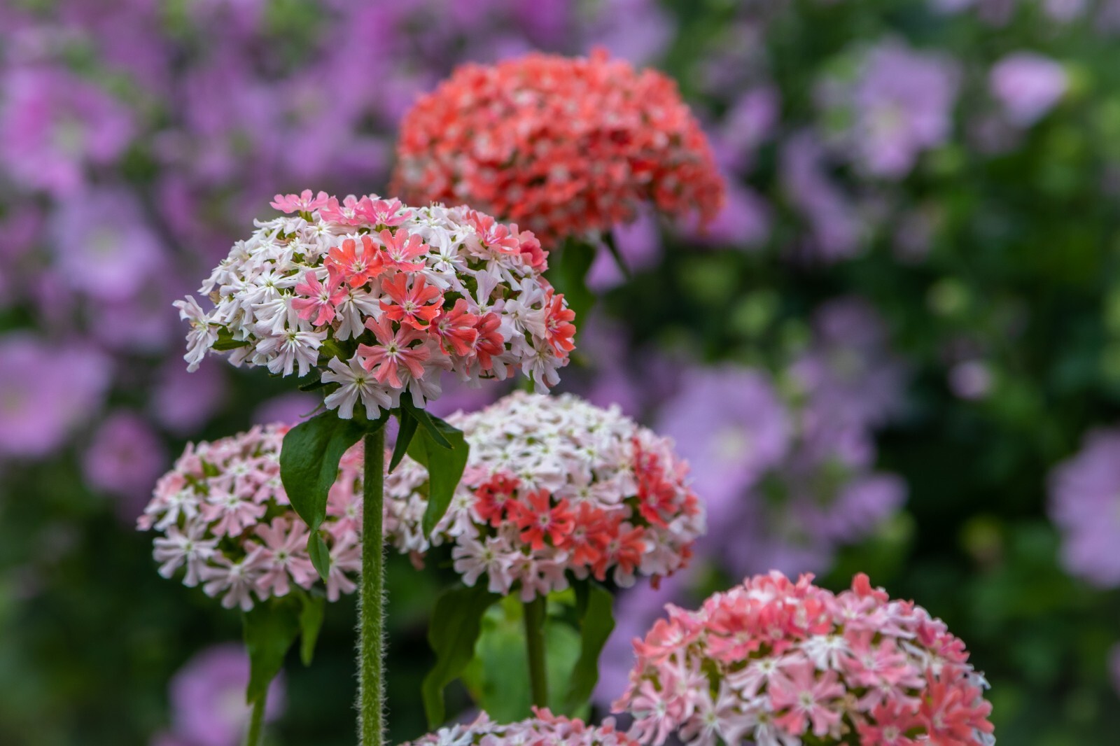 PINK AND WHITE MALTICE CROSS 100 SEEDS. RARE COLOR, LYCHNIS CHALCEDONICA