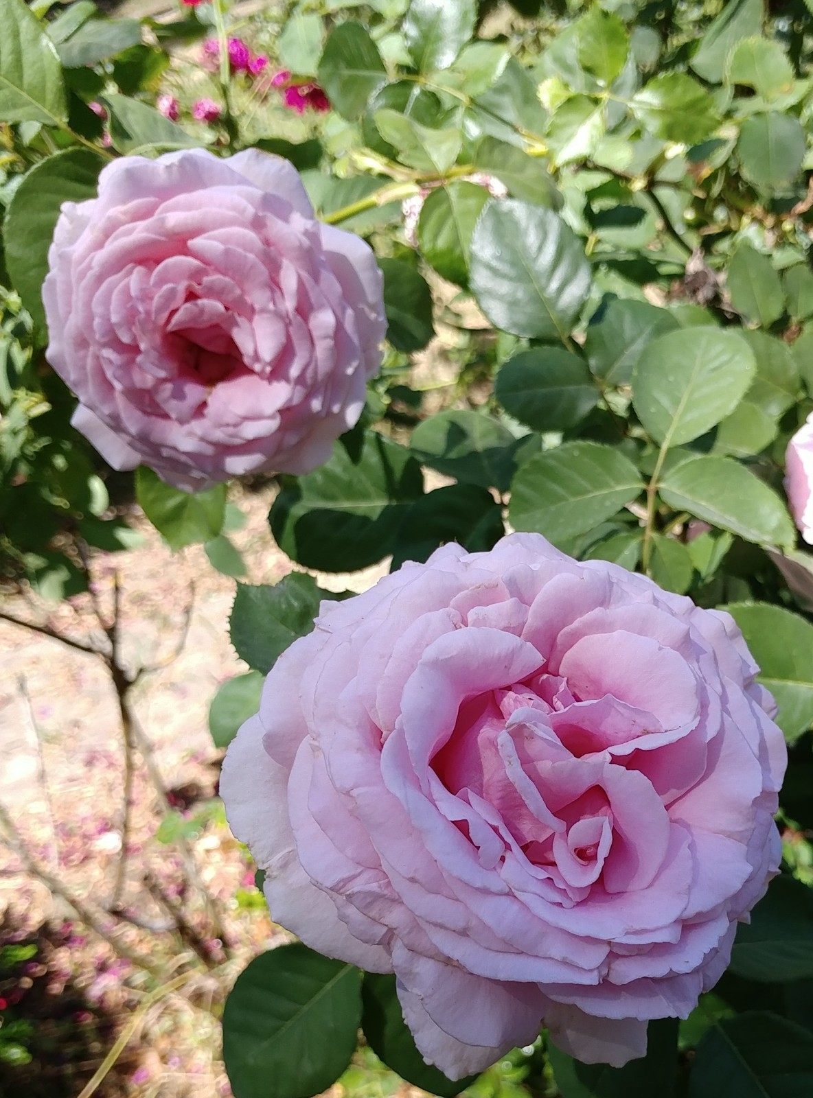 1 (ONE) live plant of ROYAL HIGHNESS fragrant & big petals Rose 12-20″ Tall
