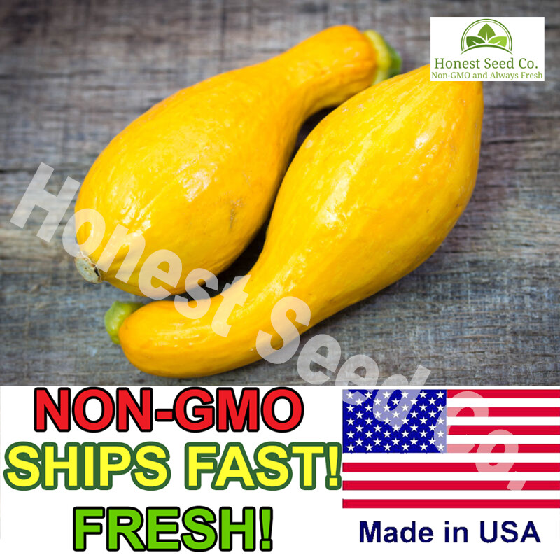 25+ Crookneck Yellow Squash | Non-GMO | Heirloom Garden Seeds USA