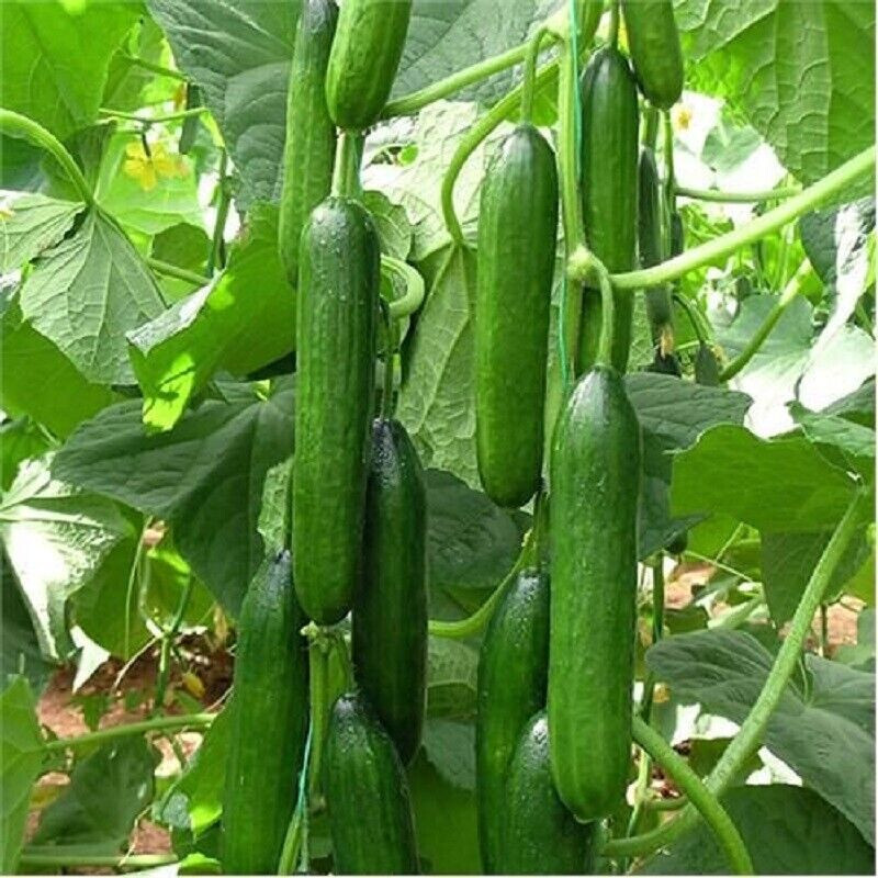SCARBOROUGH SEEDS Persian / Lebanese Cucumber (Beit Alpha) 50 Seeds, Non-GMO USA