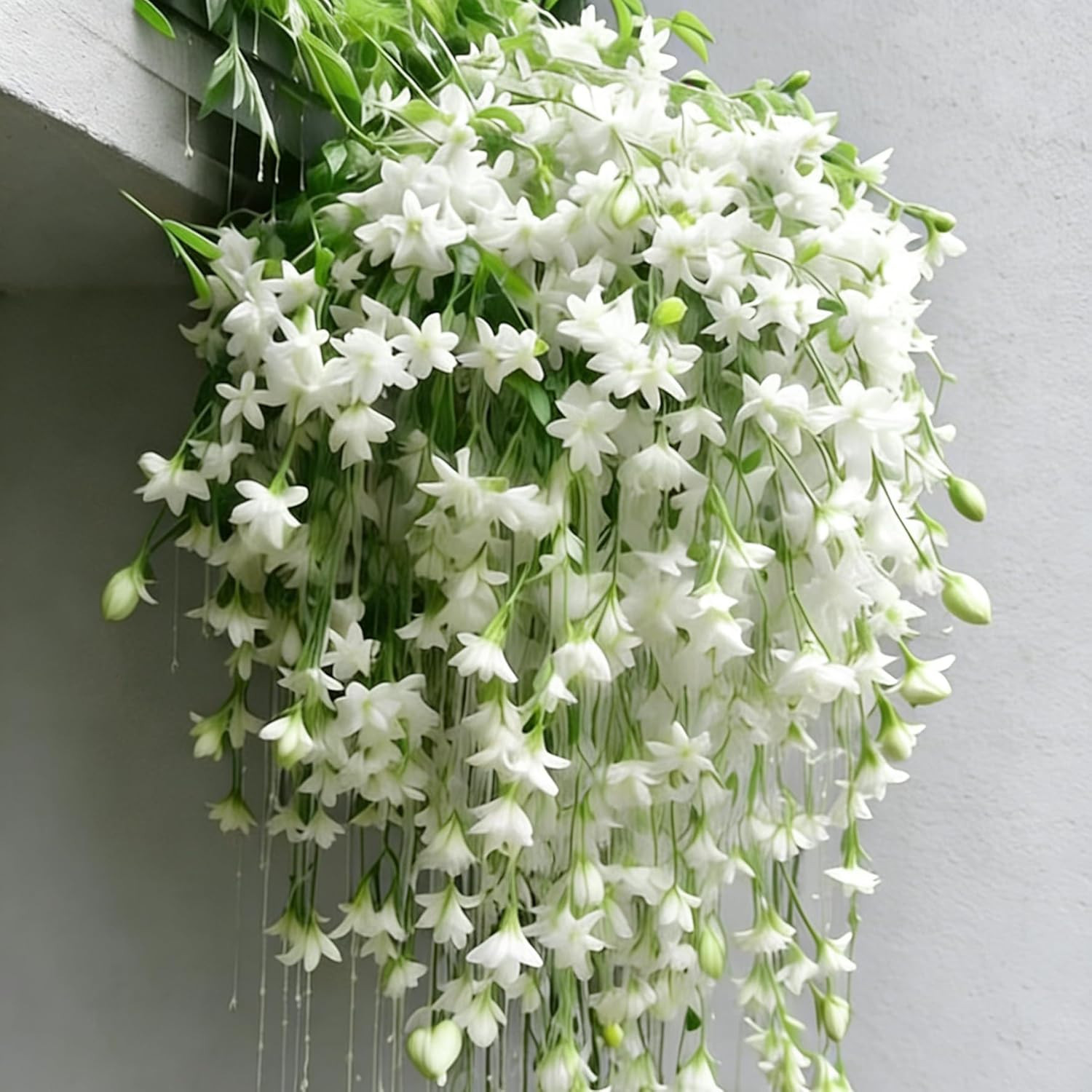 Climbing Jasmine Flower Seeds for Planting, 100 Jasminum Sambac Seeds, Perennial